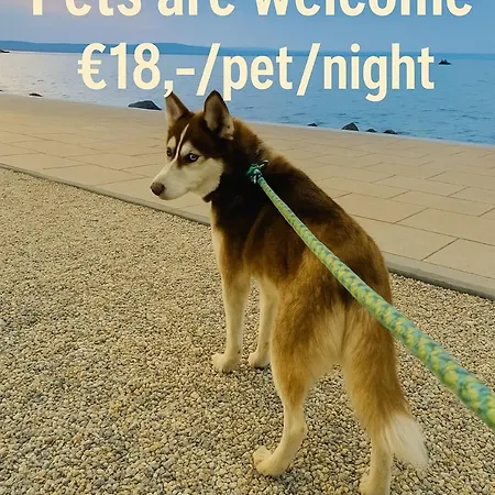 Csenge 2. Σίοφοκ