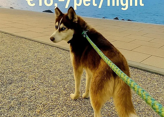 Csenge 2. シオーフォク